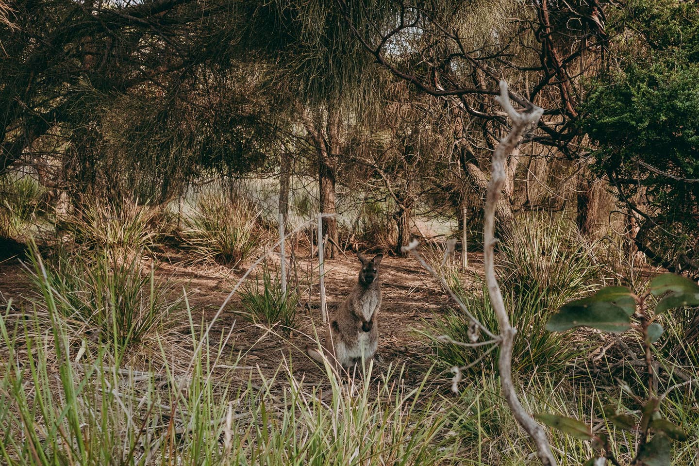 Kangaroo at Sheepwash Bay Tasmania